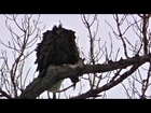 Midwest Bald Eagle  Photography Nature ! Midwest