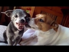 Ugly Dog Doesn't Like to be Licked
