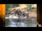 Crocodile Attacks Elephant !!! Documentary Animal and Nature