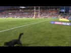 Watch Cat! NRL: Cat infiltrates ground during Cronulla  Penrith match